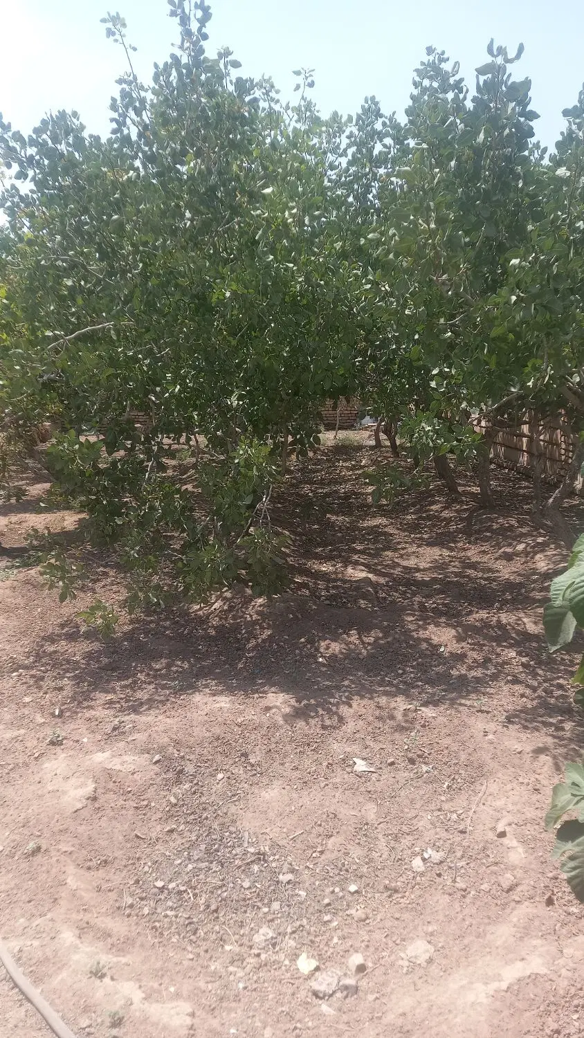 فروش زمین مسکونی ۲۵۰ متری