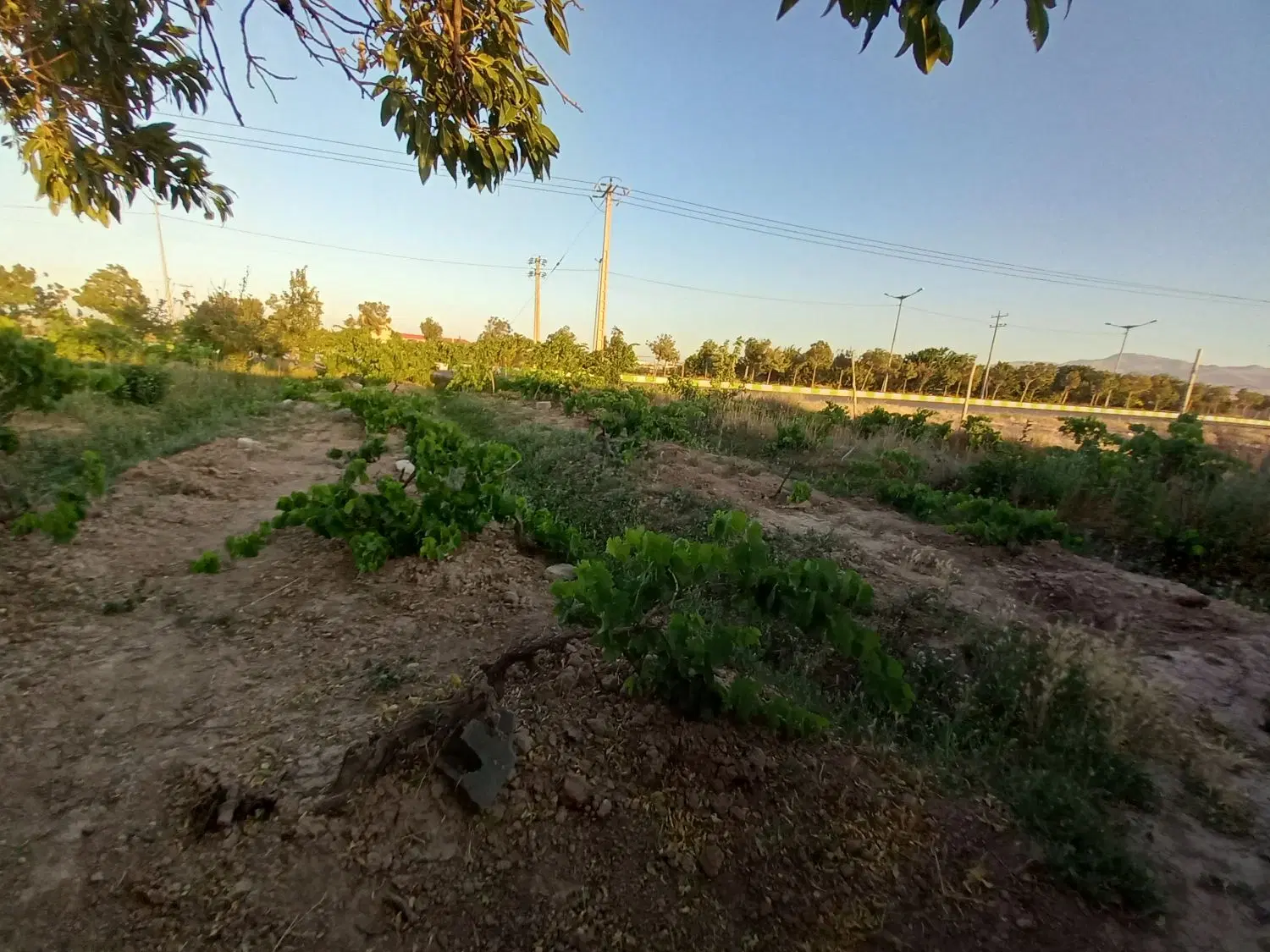 باغ انگور