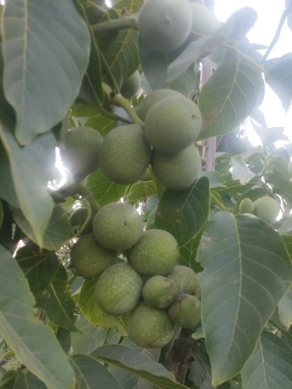 فروش باغ