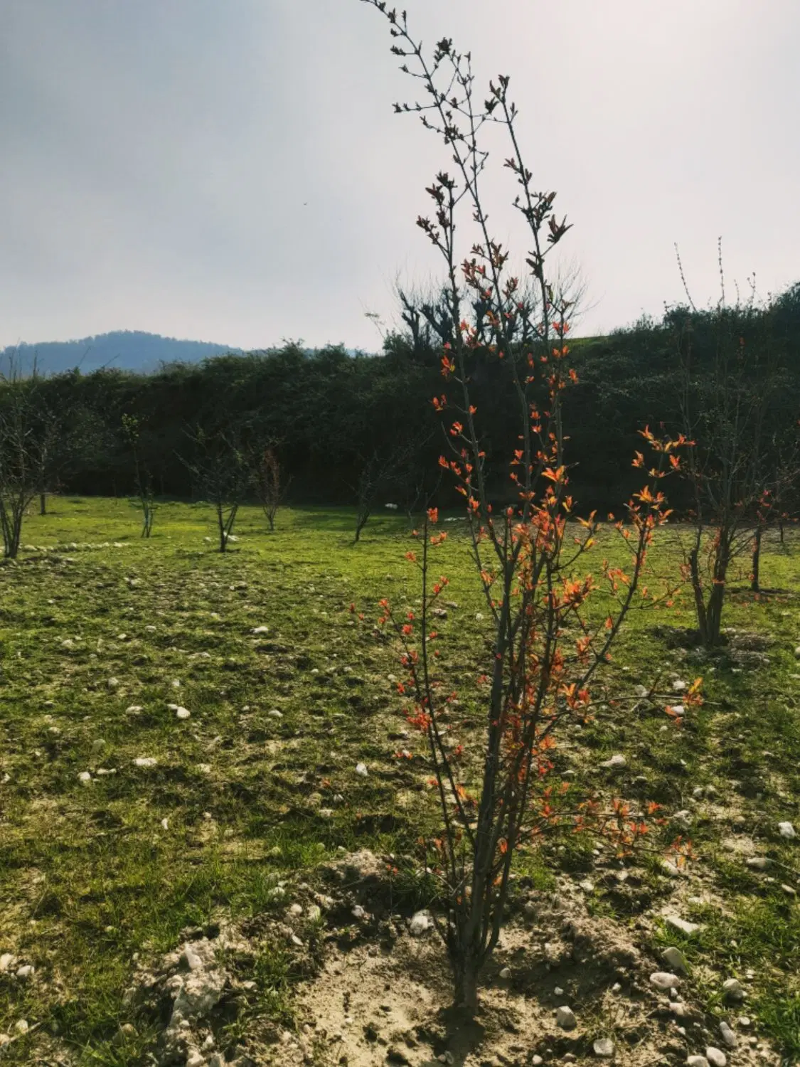 زمین ۲۴۰ متری آبندان فروش یا معاوضه