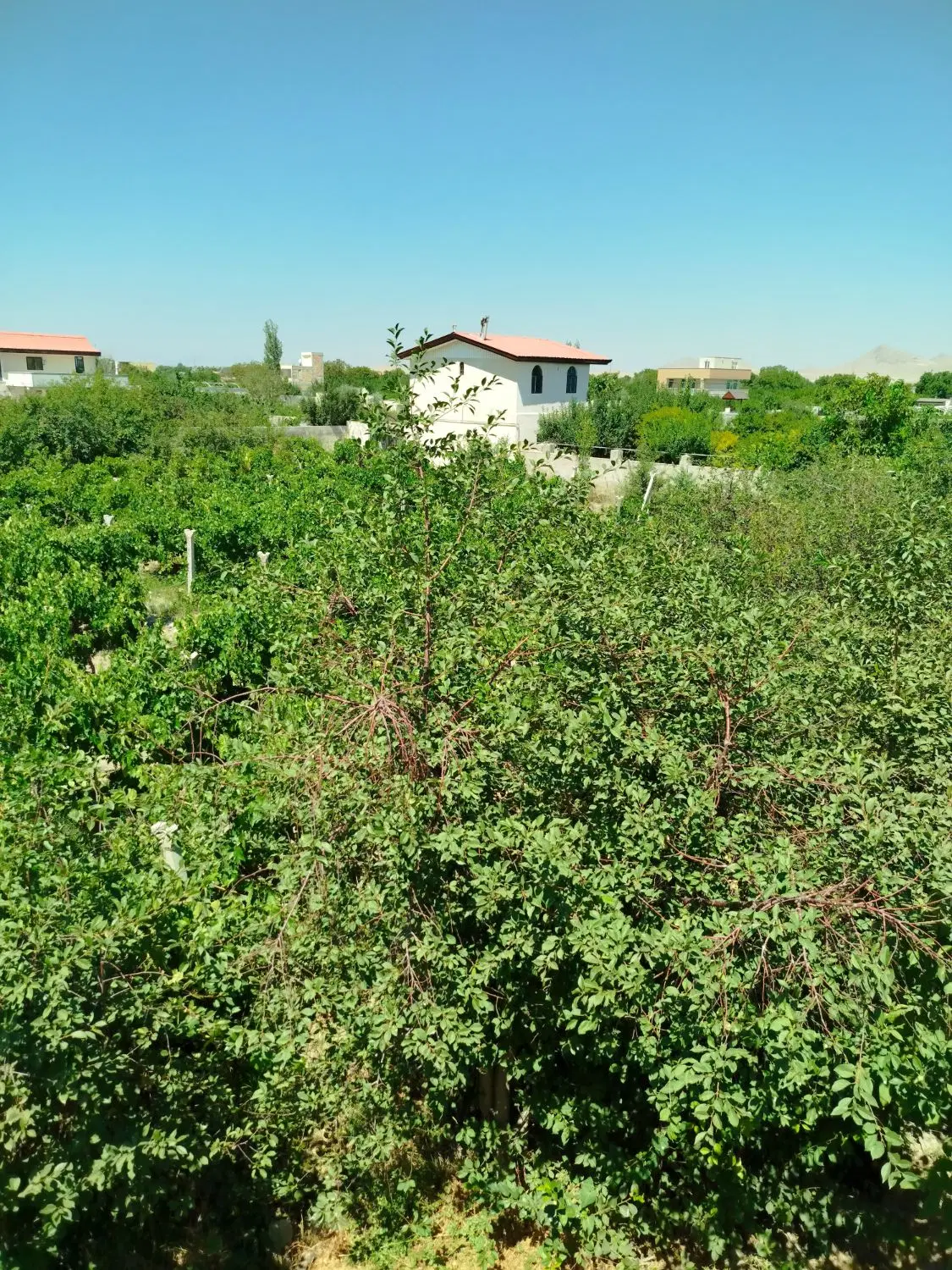 باغ در امام زاده