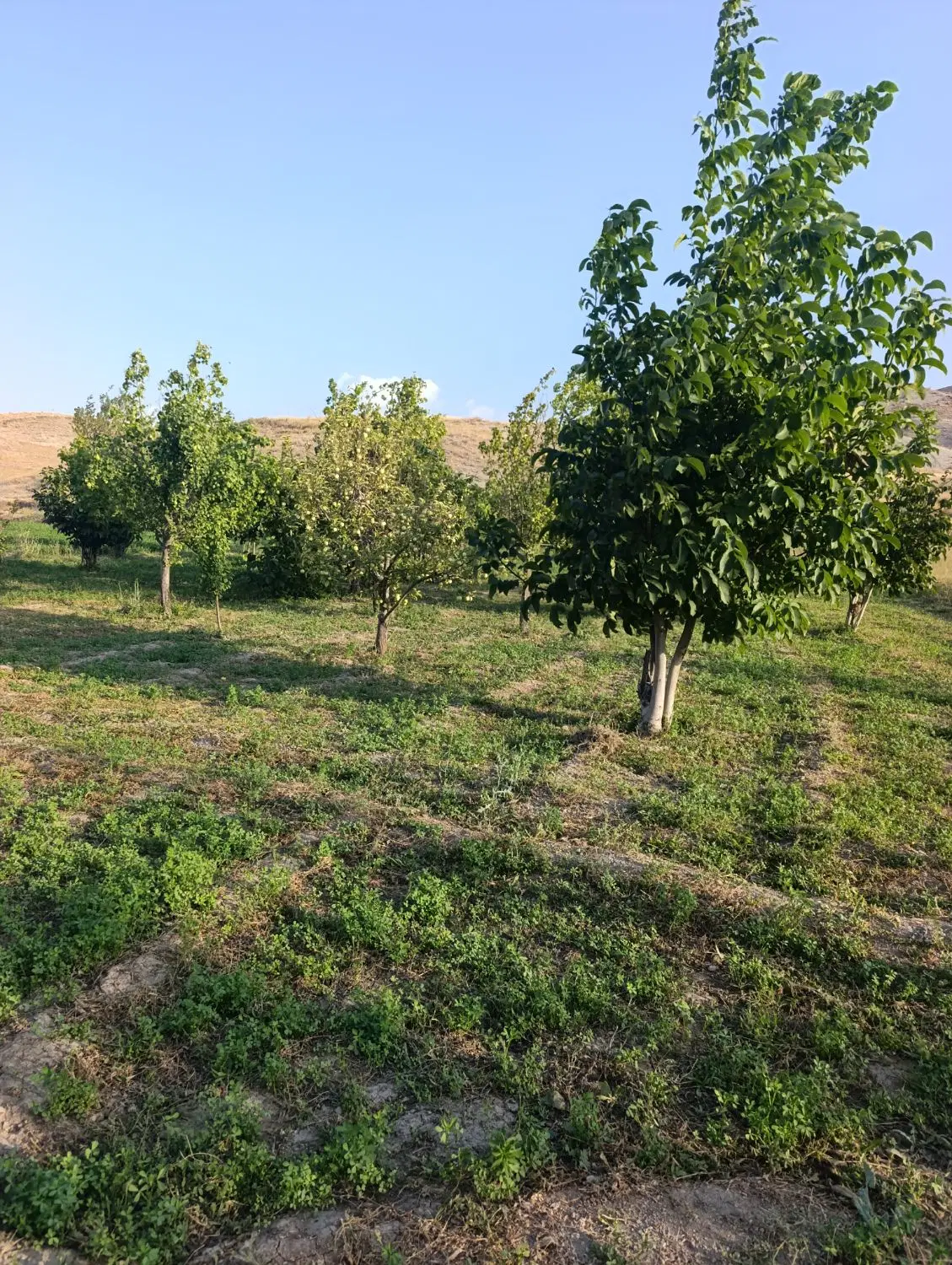باغ میوه قوچان روستای دیزادیز