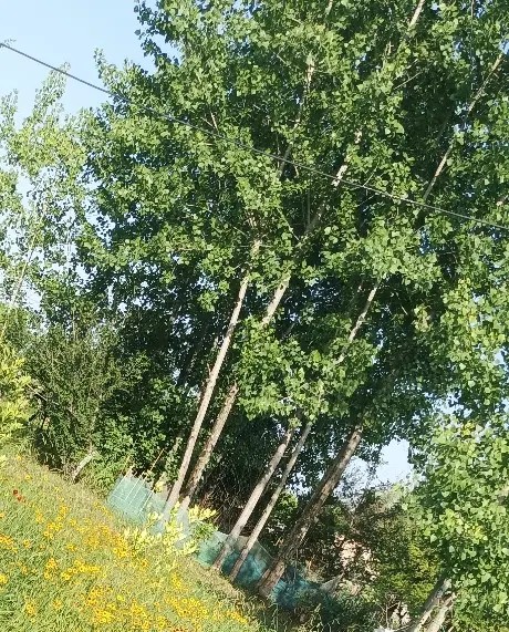 زمین سند دار در نصیر محله ۳۰۸ متر