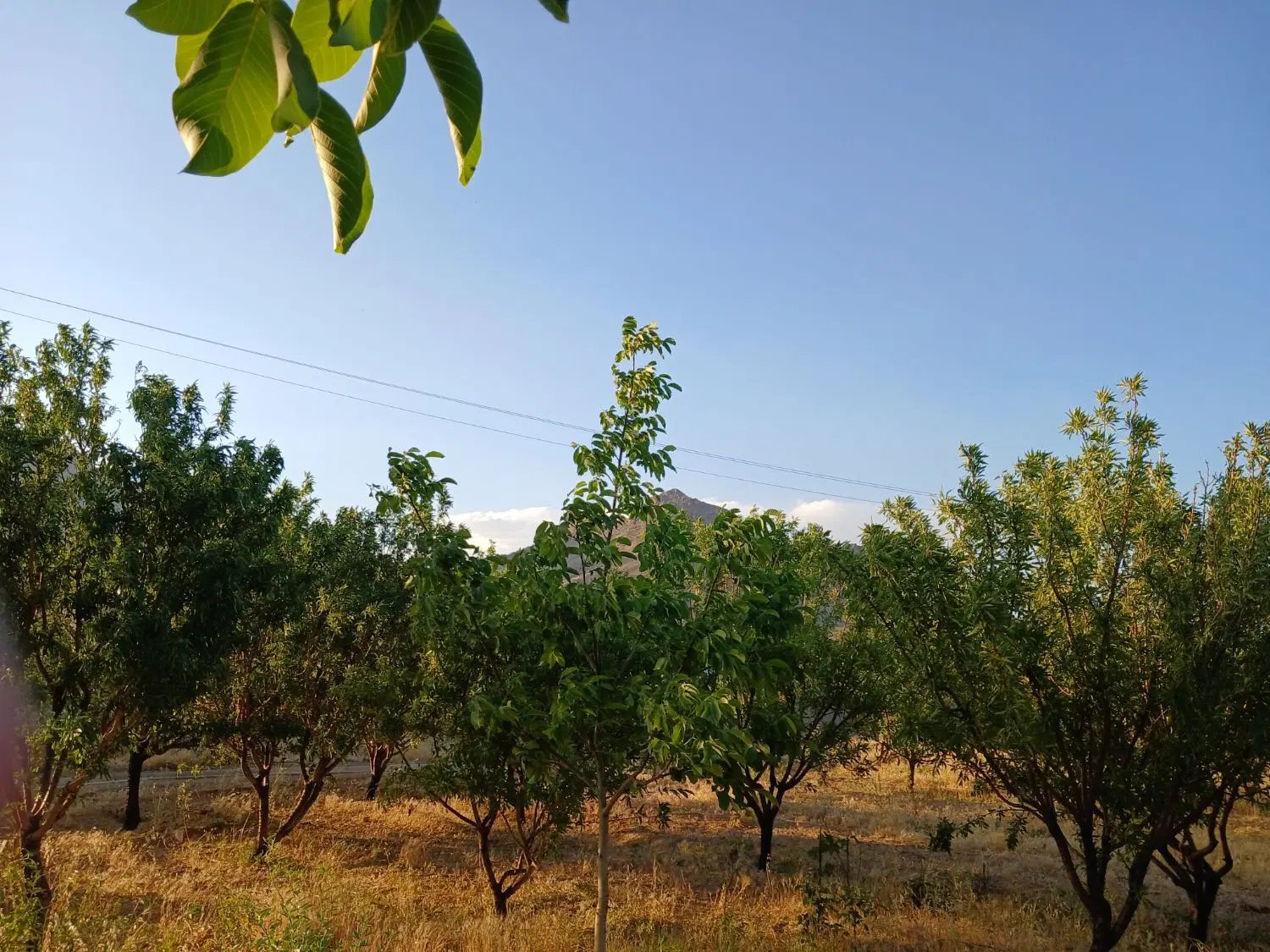 باغ فروشی به مساحت ۵هزارمتر،واقع درروستای حاجت آقا