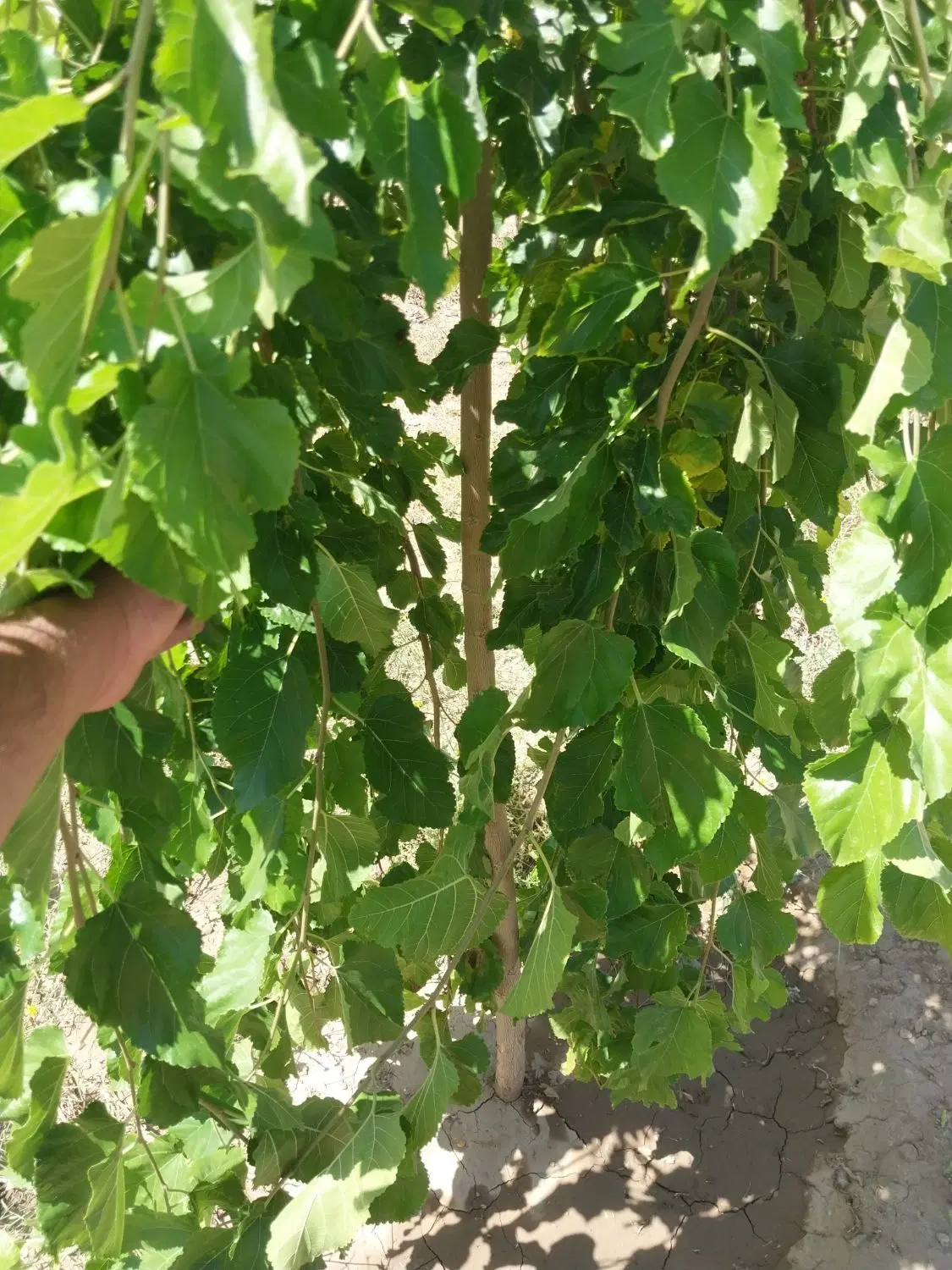 فروش باغ دیوار کشی و فنس سیمین  معاوضه دارم