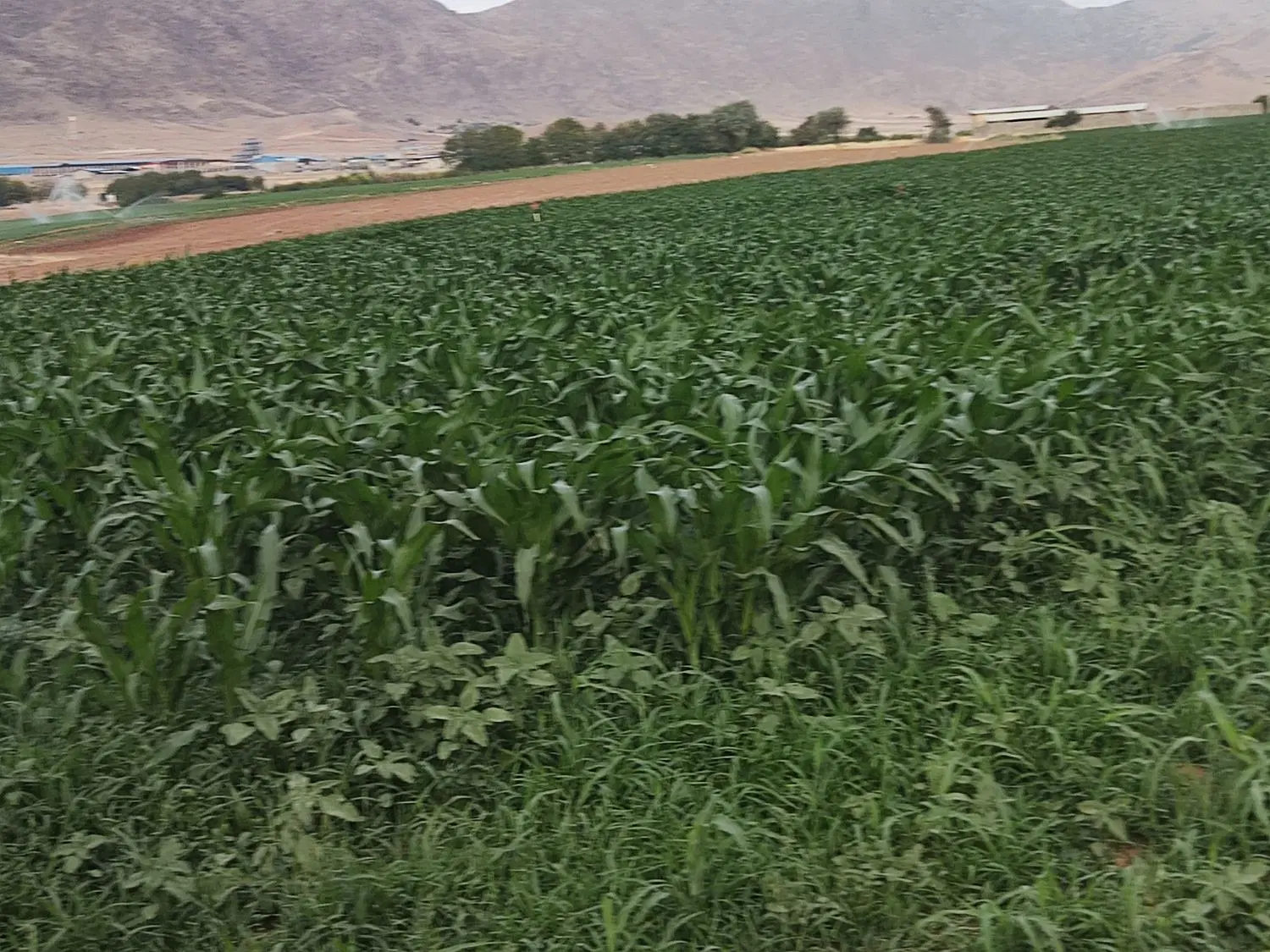 زمین کشاورزی