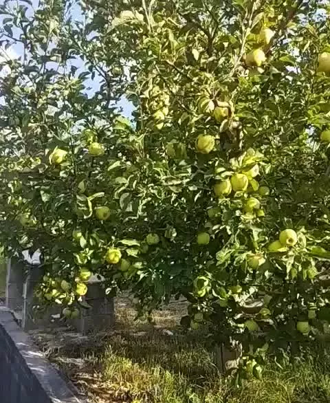 اجاره باغ سیب