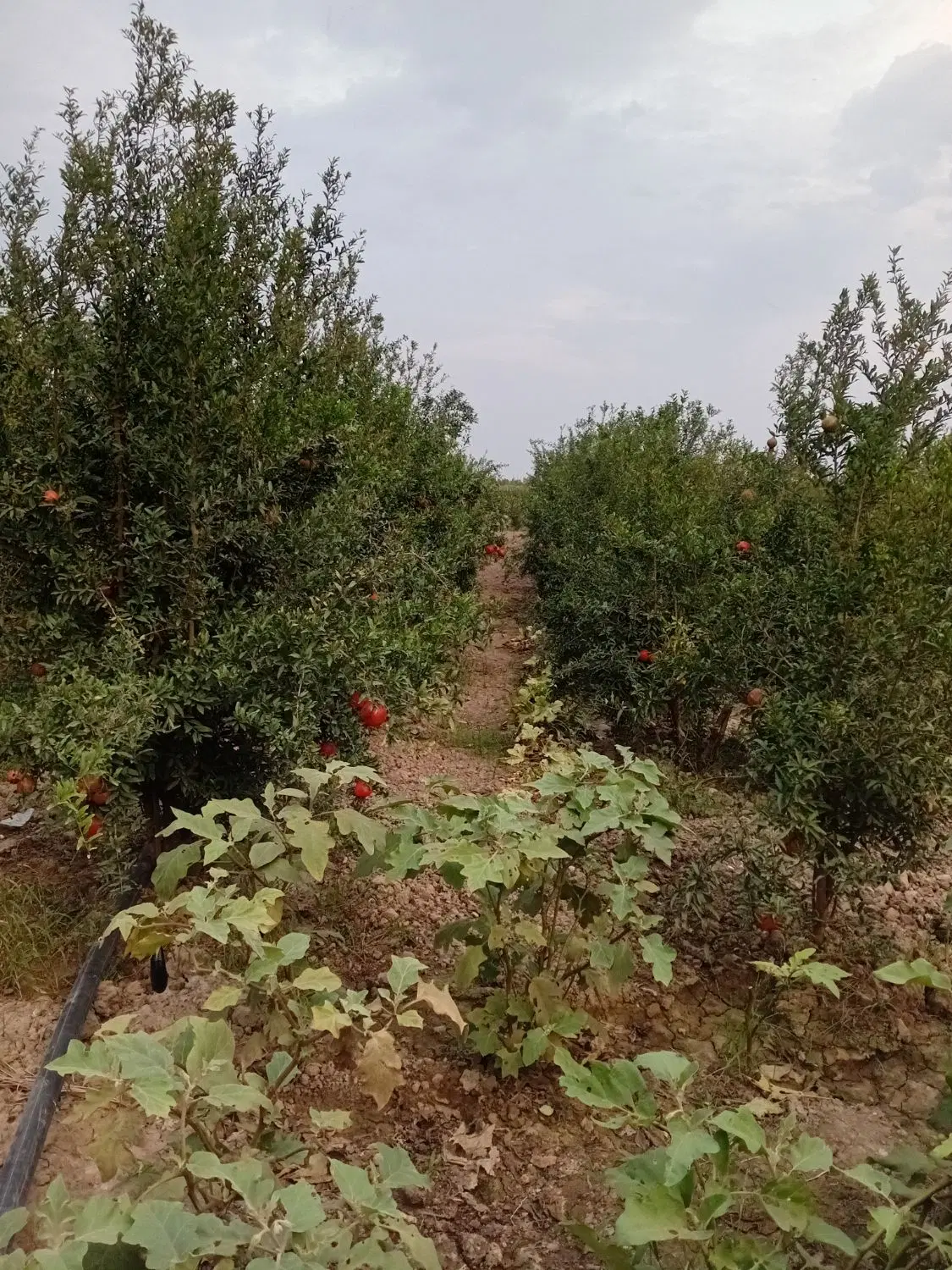 خانه باغ ۱۵۰۰ متر دارای سهنیه چاه اب