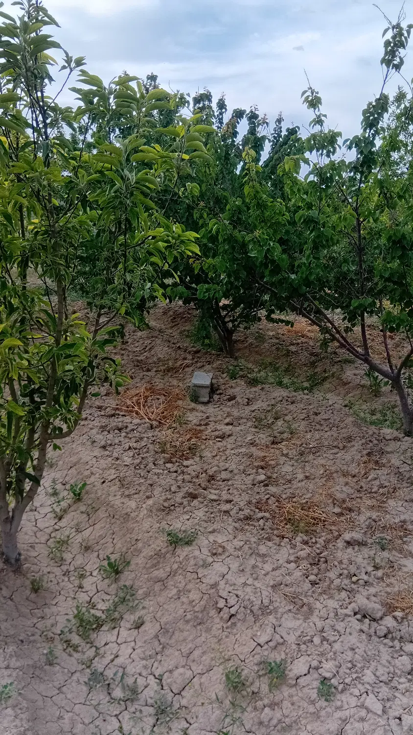فروش یک قطعه باغچه به متراژ ۱۱۰۰ متر مربع