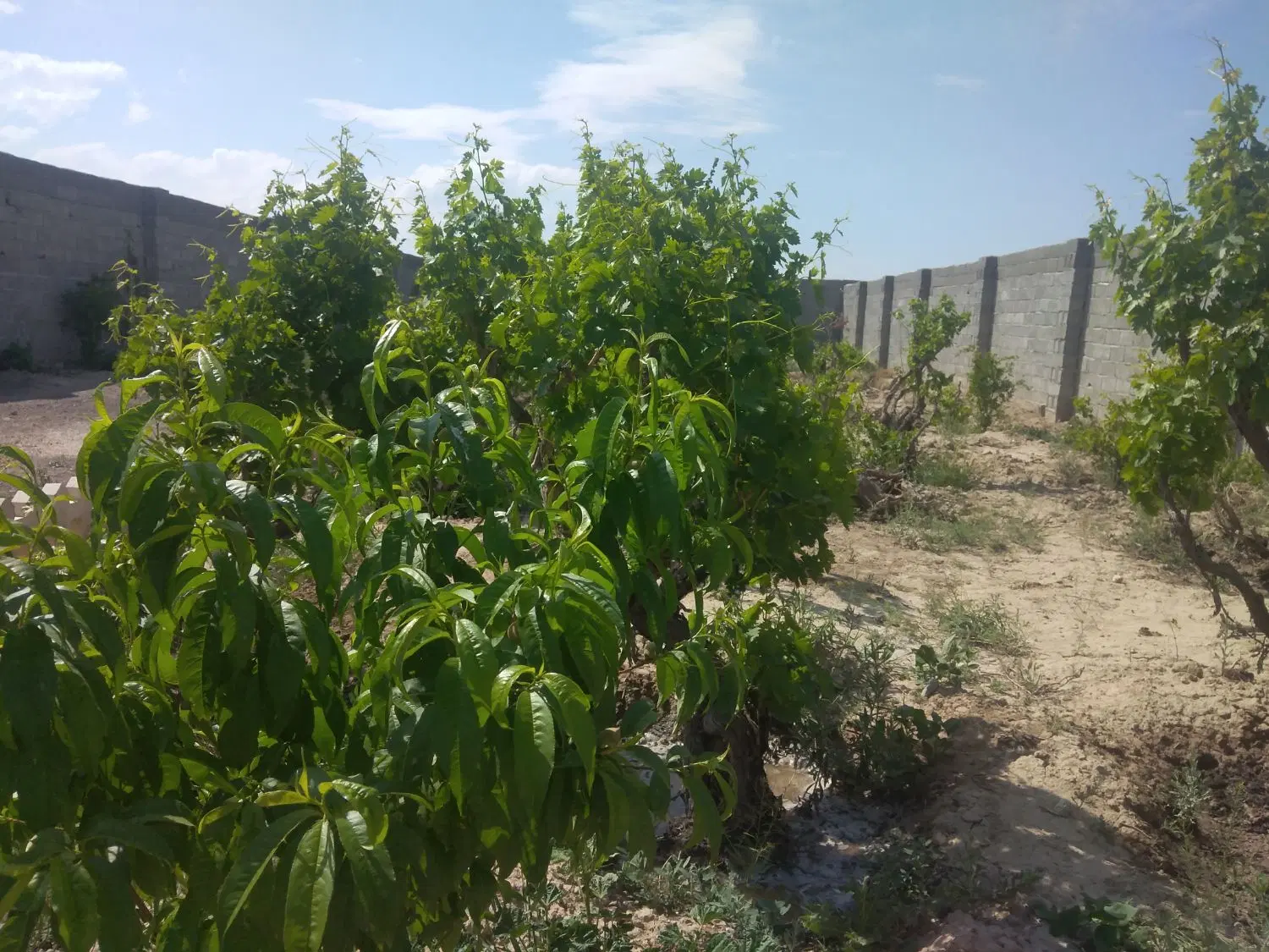 باغچه 500 متری