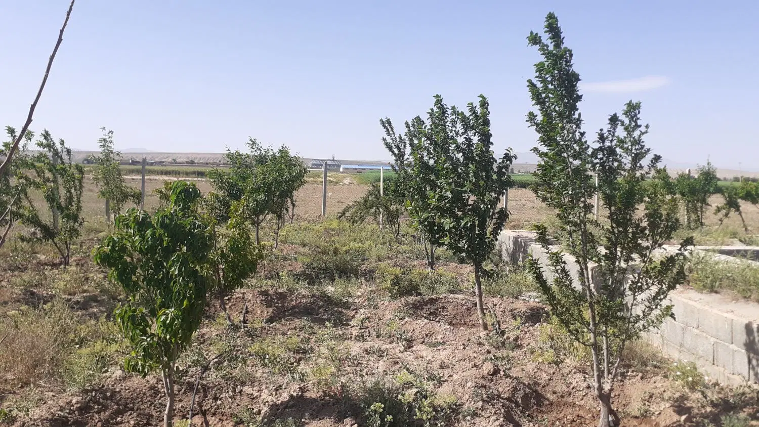 باغچه با درختان بارده