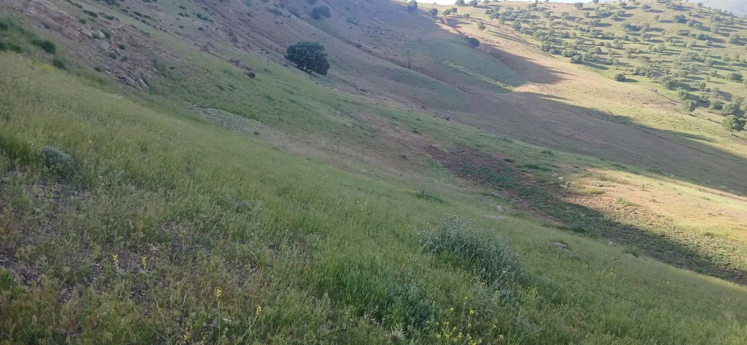 زمین