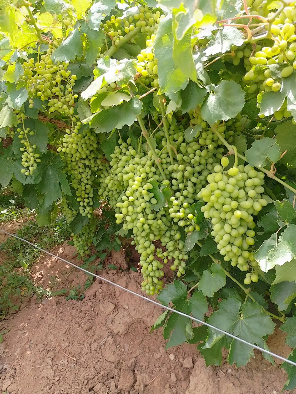 باغ انگور مدرن