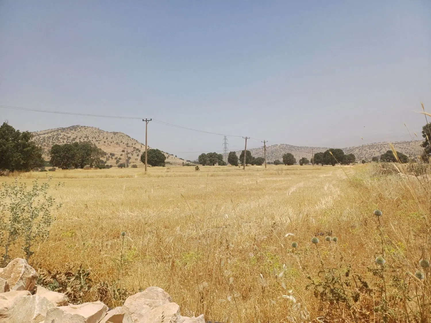 زمین کشاورزی آبی