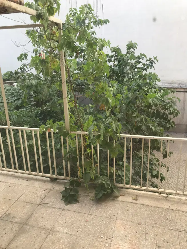 تک واحدی با حیاط اختصاصی