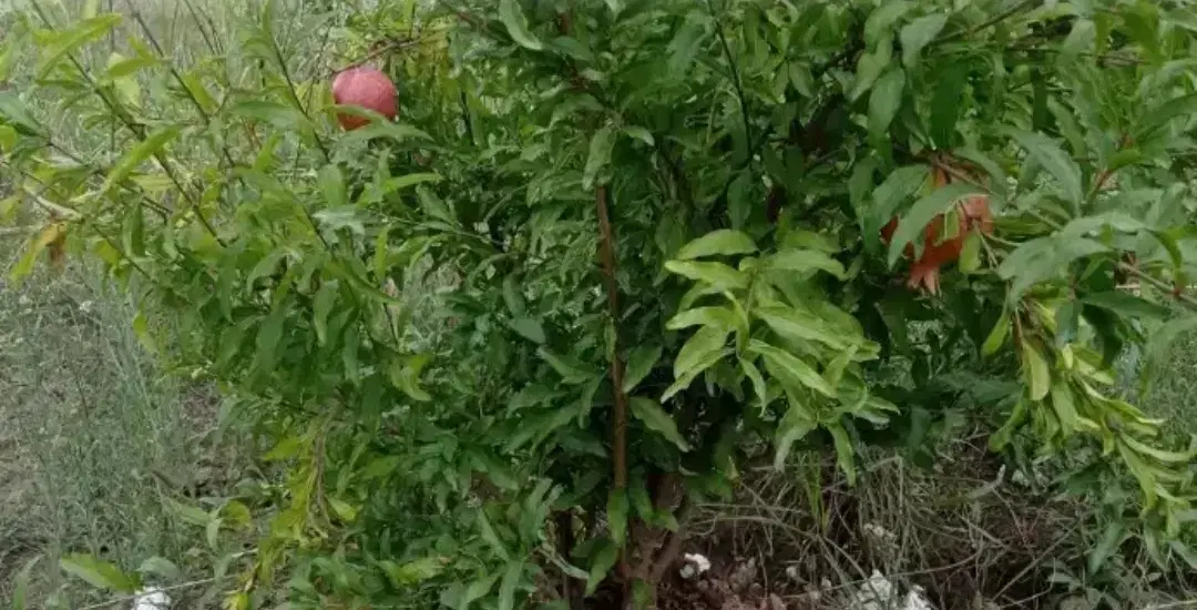 زمین باغی