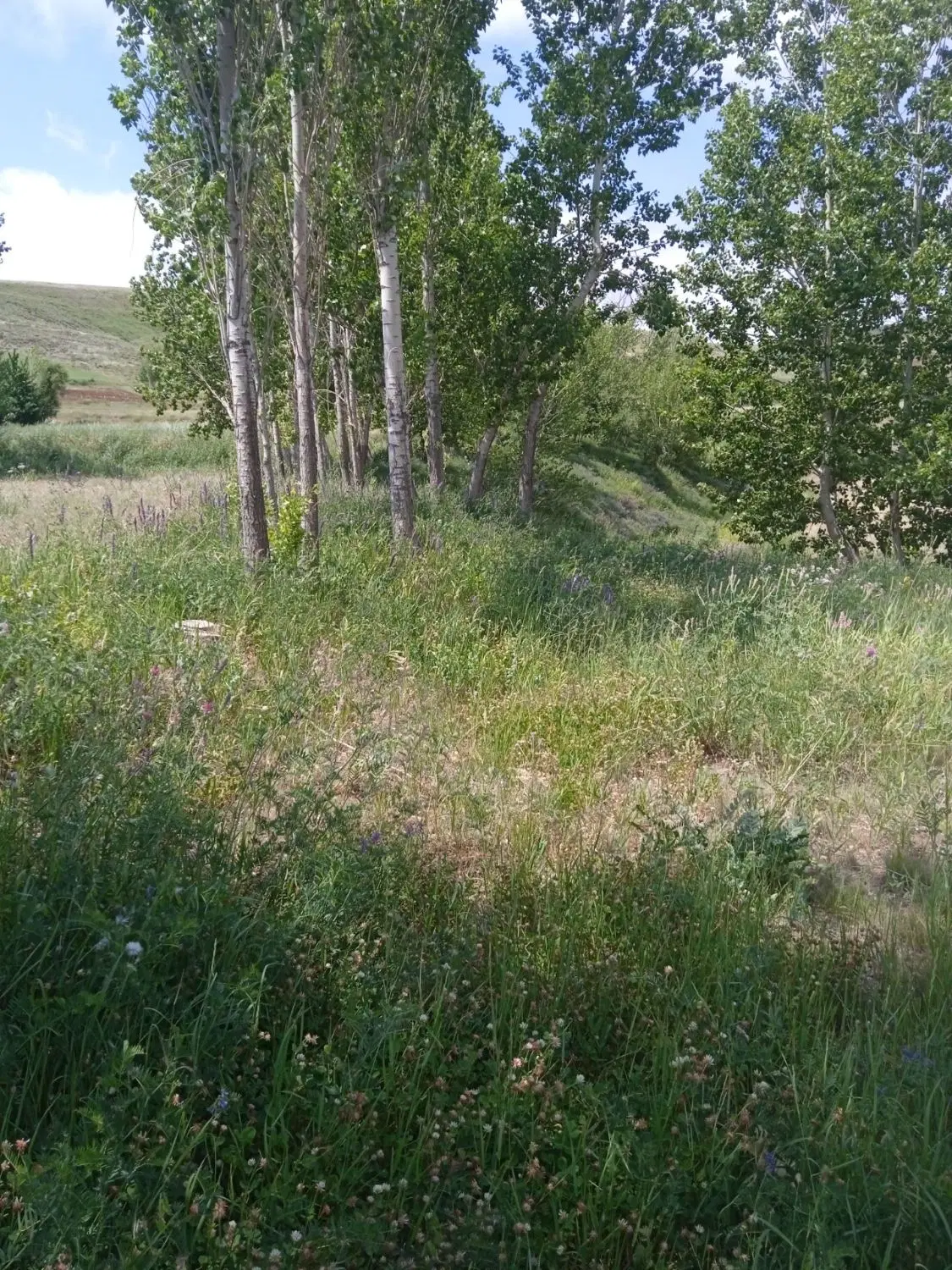روستای مزجین
