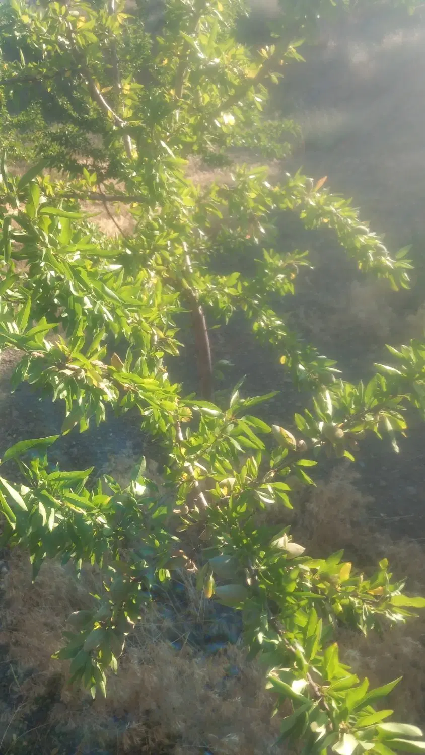 فروش باغ بزرگ  در خوی