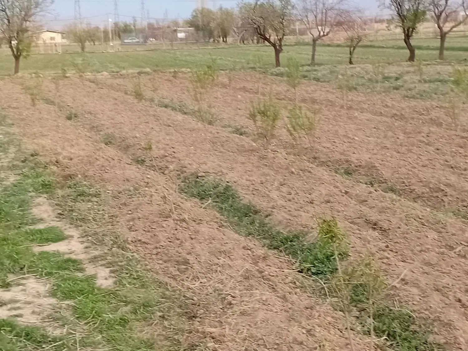 زمین باغی