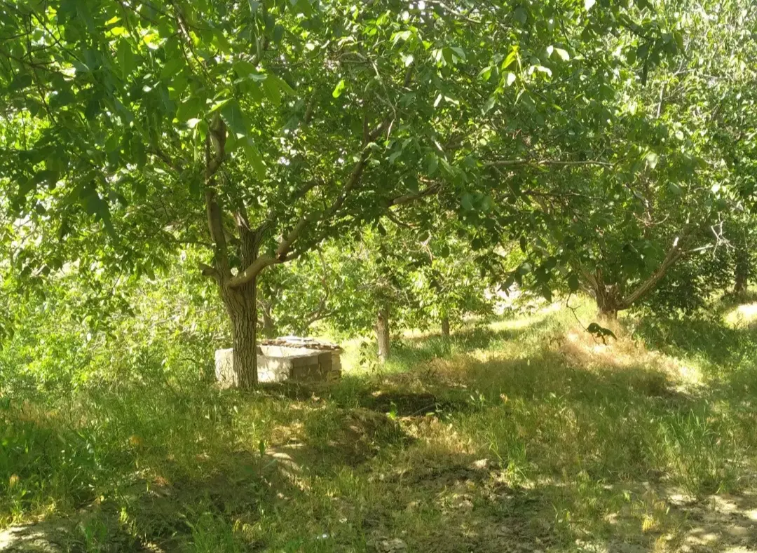 باغ در شمس آباد