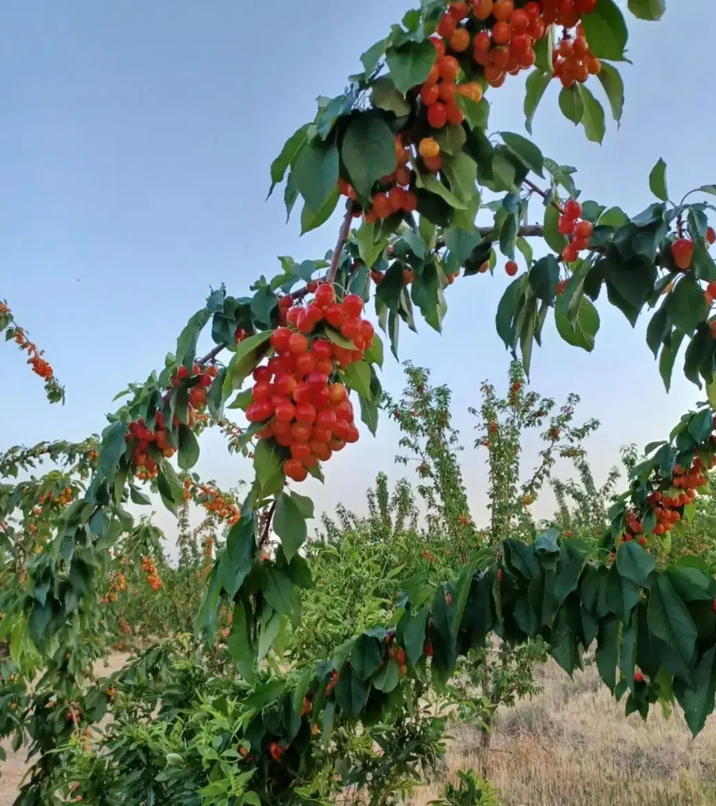 باغ میوه