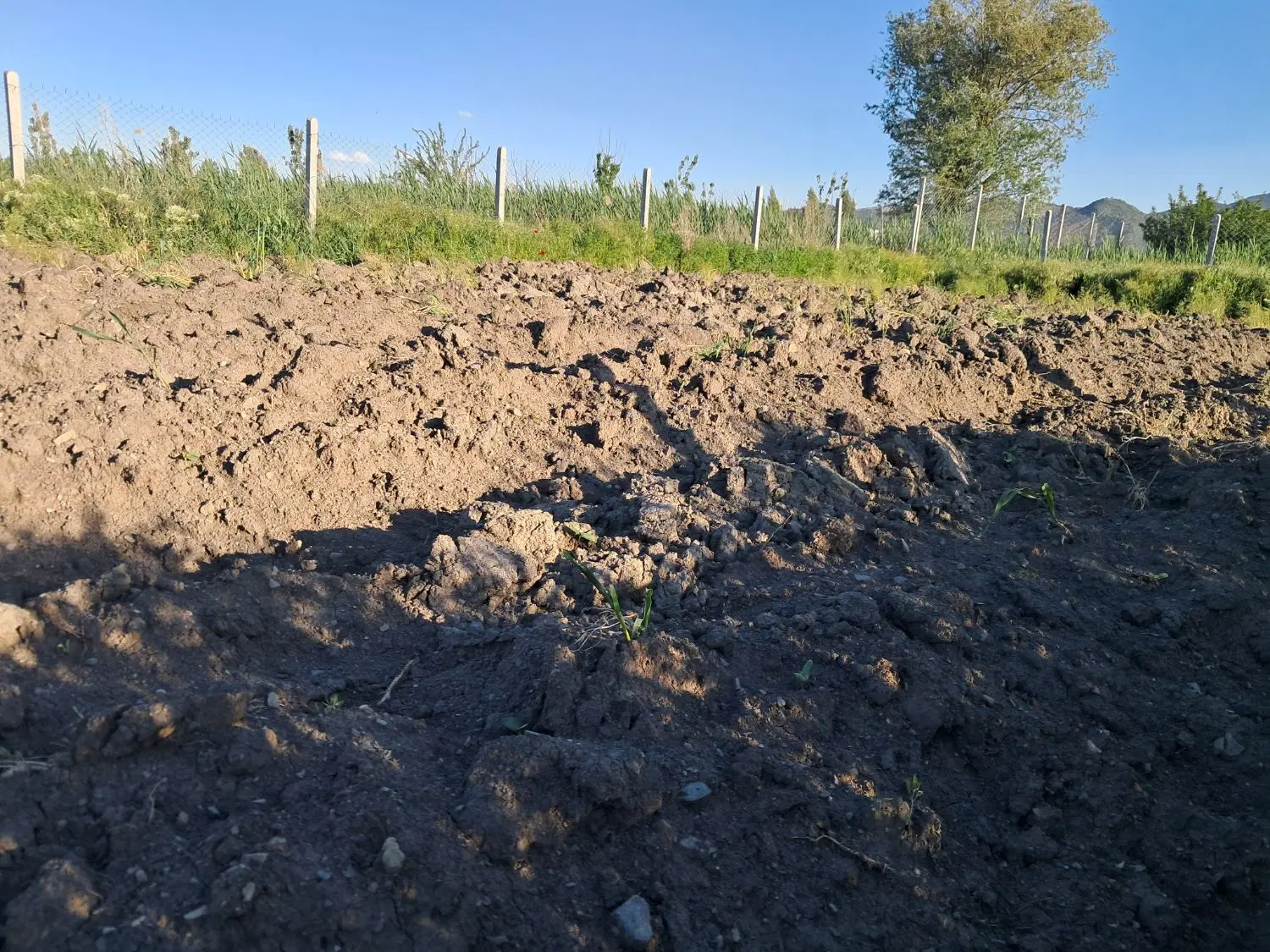 زمین کشاورزی