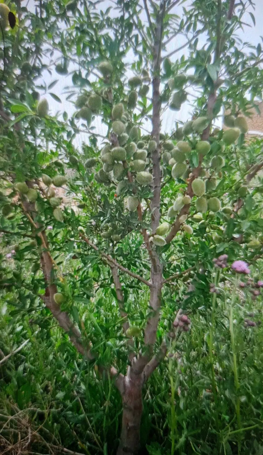 هزار متر باغ بادام