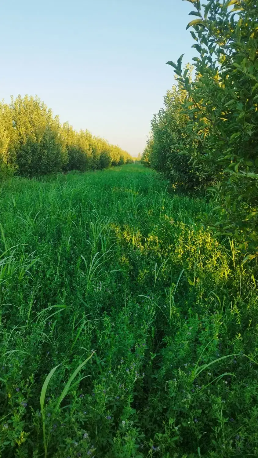 فروش باغچه سیب در روستای حسنلو