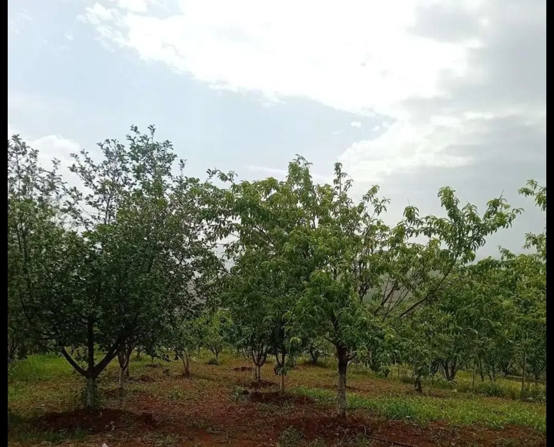 فروش زمین