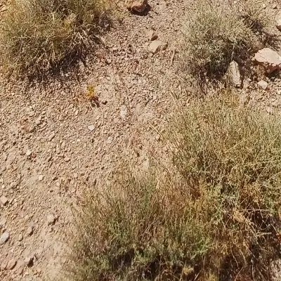 زمین پشت هنرستان بصیر زاده نزدیک بلوار