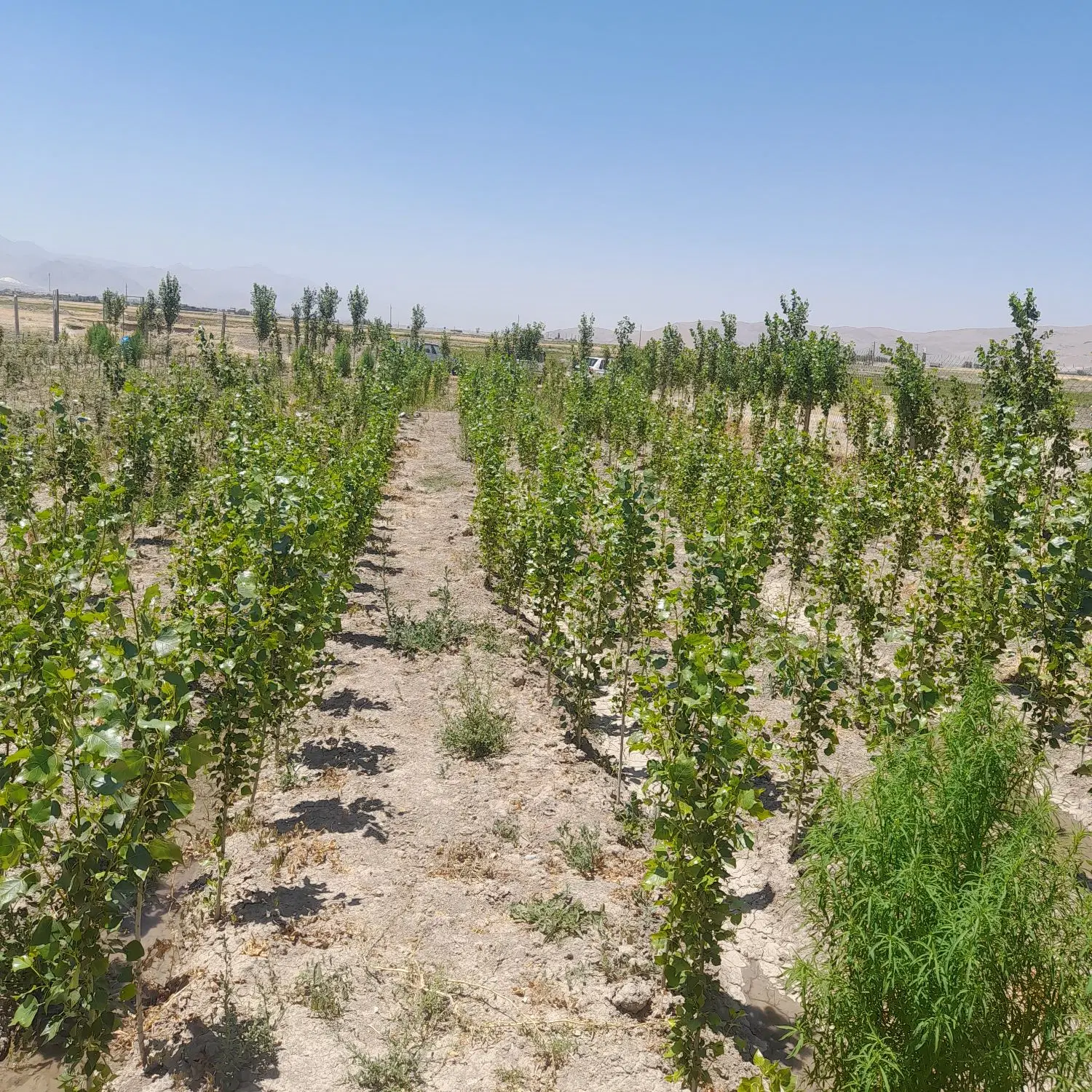 زمین باغی روستای درمیان