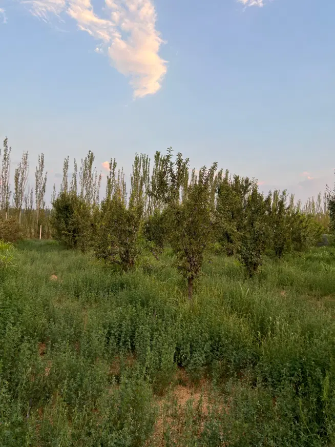 باغ