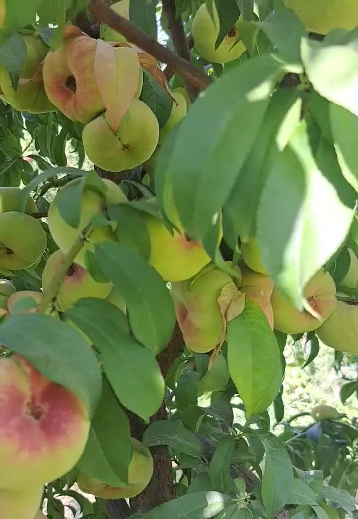 باغ ویلا