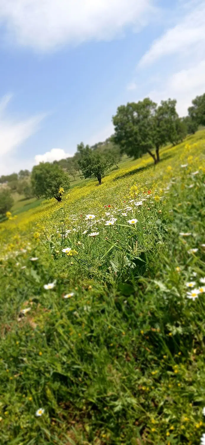 زمین سهیل بیگی