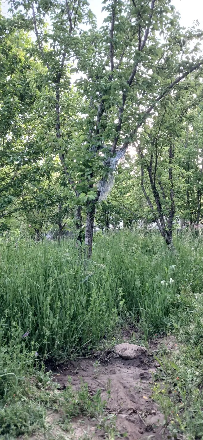 فروش زمین در روستای گوغر(گودال)