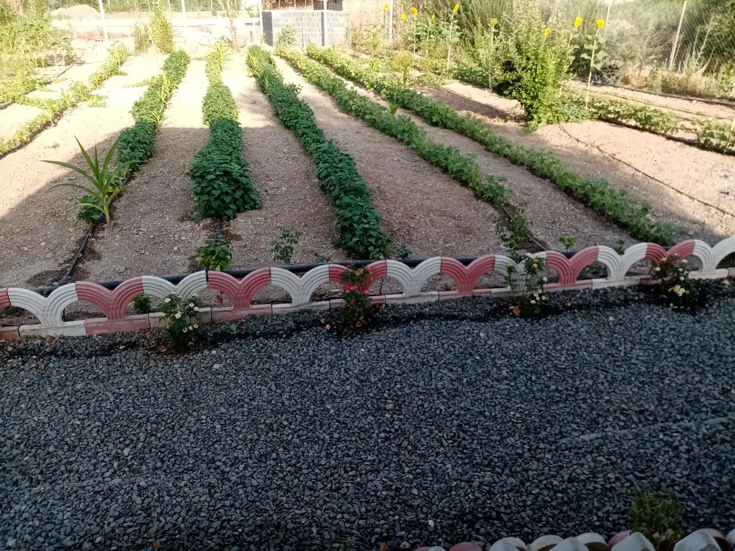 زمین کشاورزی