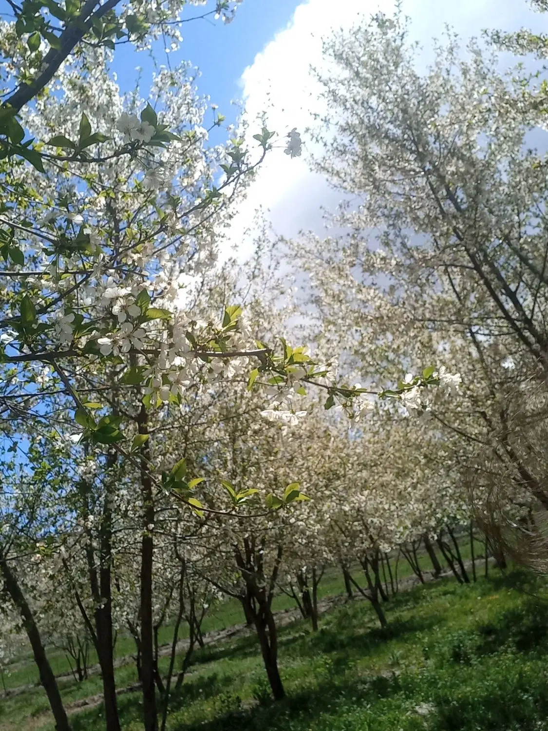 باغ ۱۱۵۰ متری قرخ یاشار