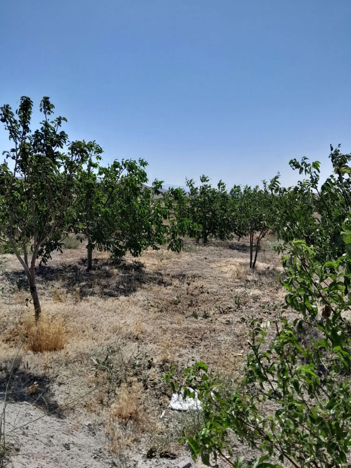 باغ زیبا در روستای نجم اباد