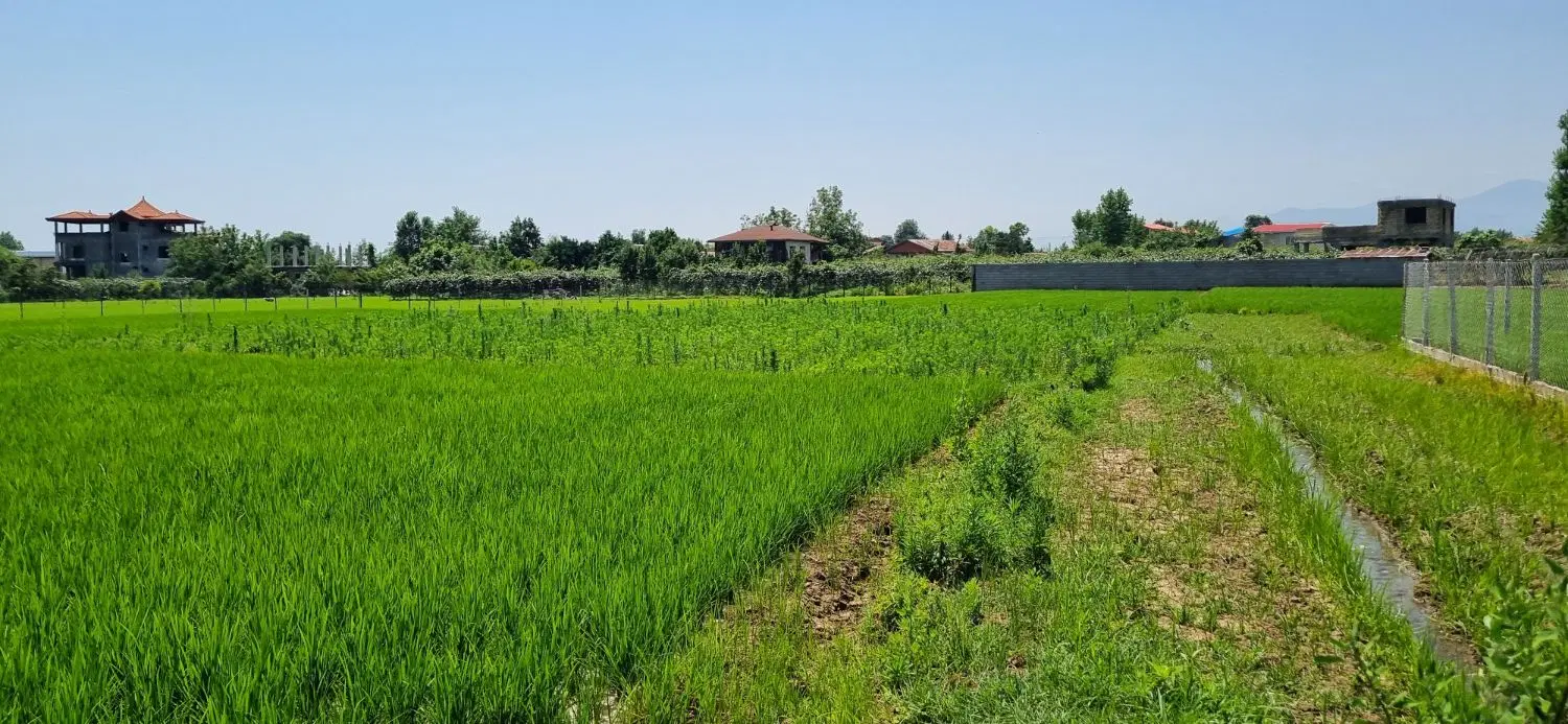 زمین مزروعی