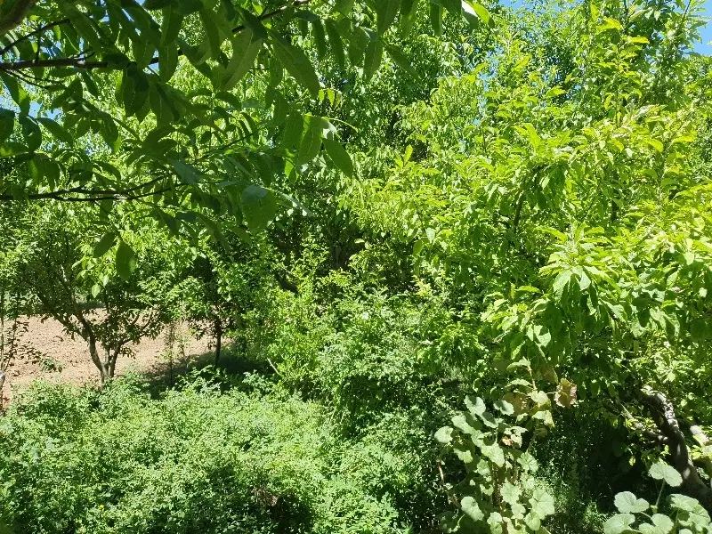 باغ انگور و گردو داسداران