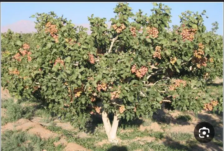 زمین پسته