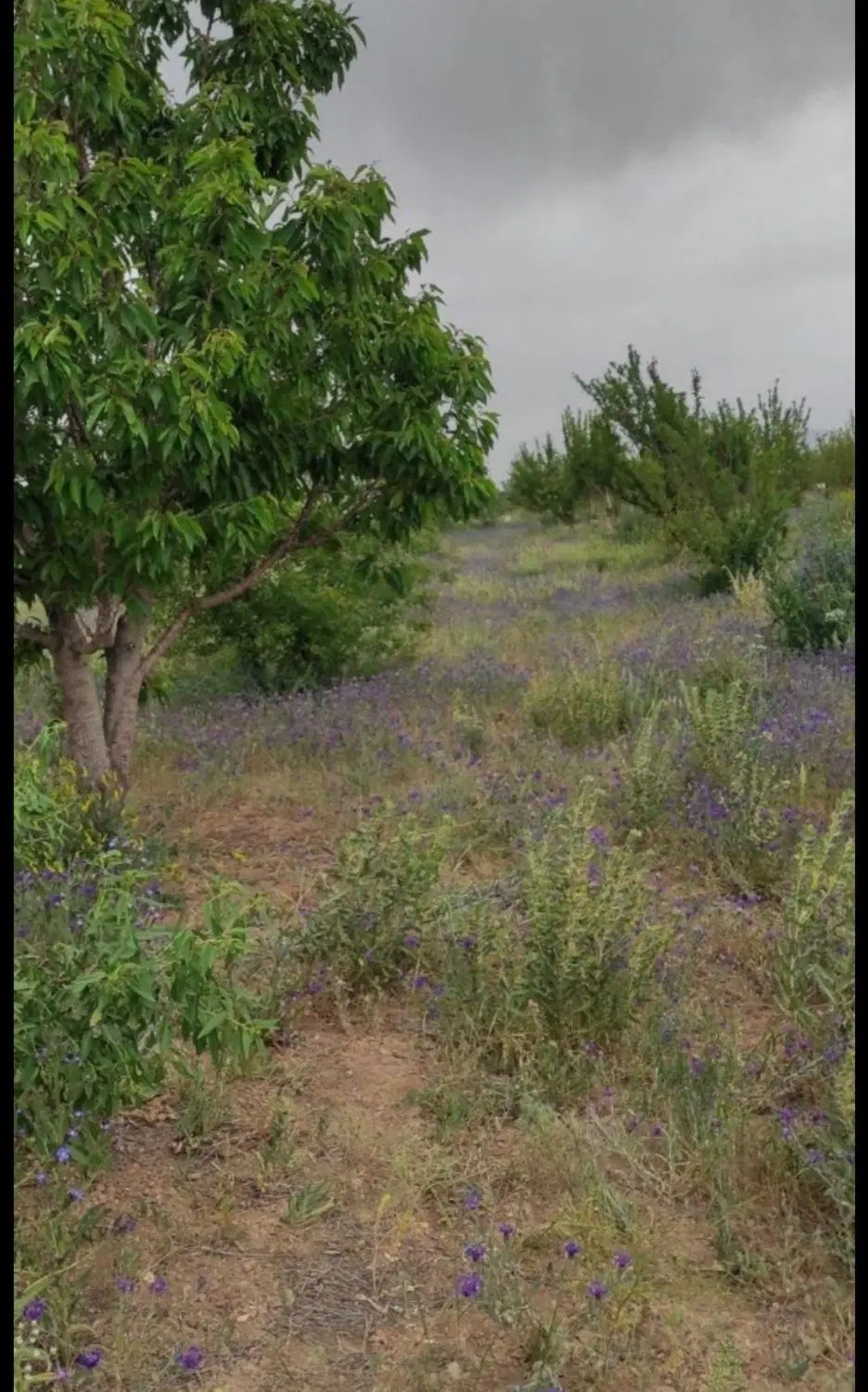 باغ سبز امید سلطانیه