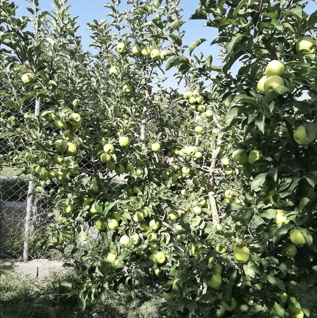 فروش خانه ویلایی باغ