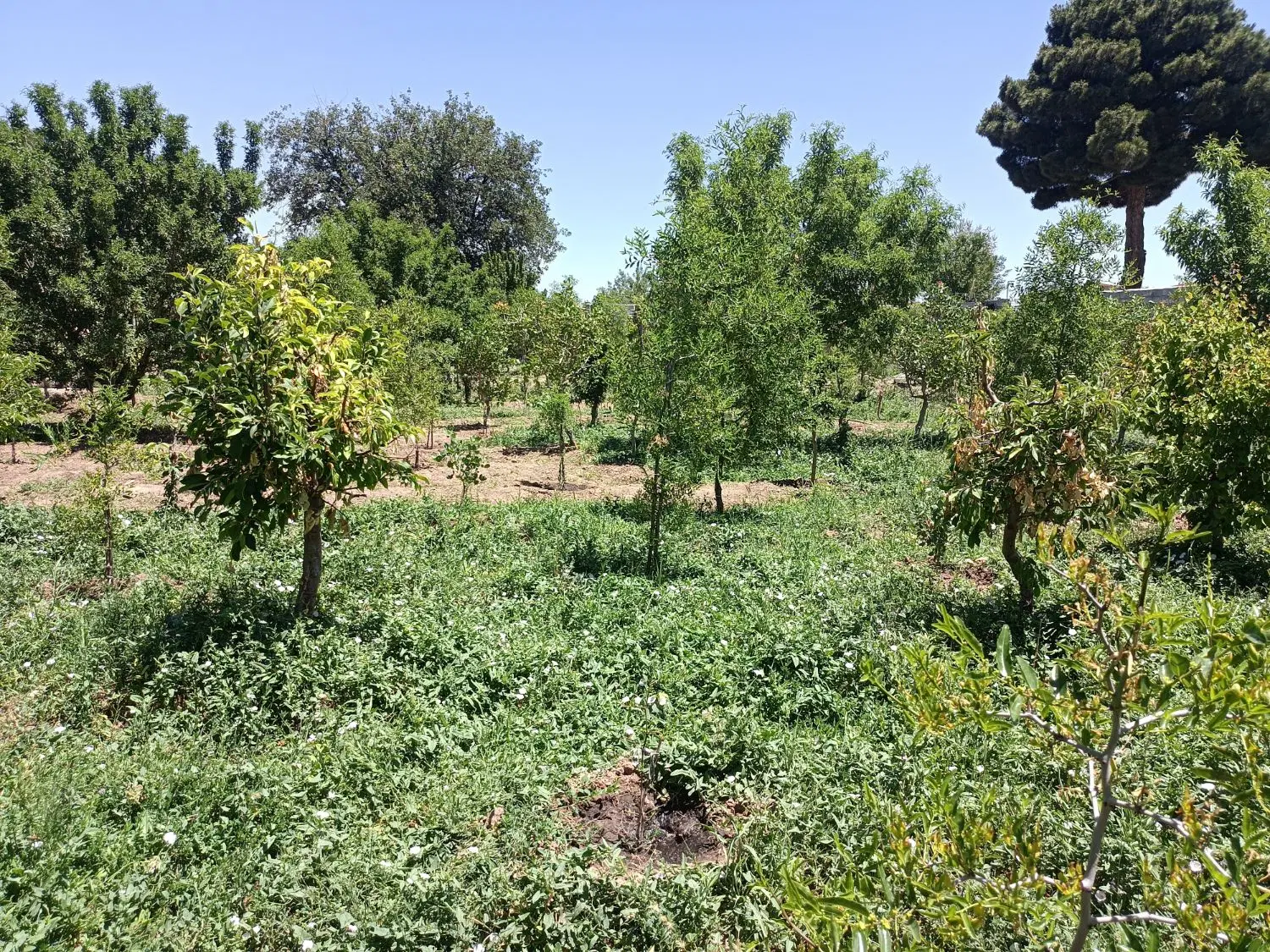 باغ ویلایی سرسبز