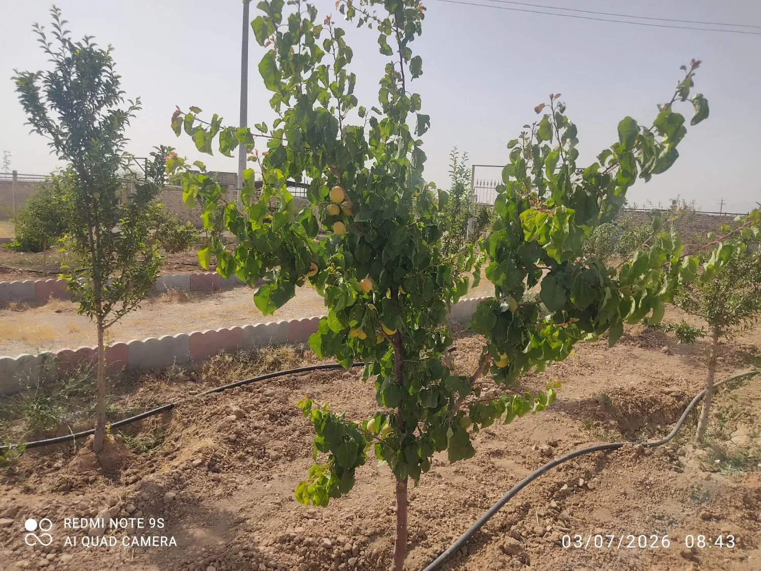 باغ ابتدای جاده سوسن آباد