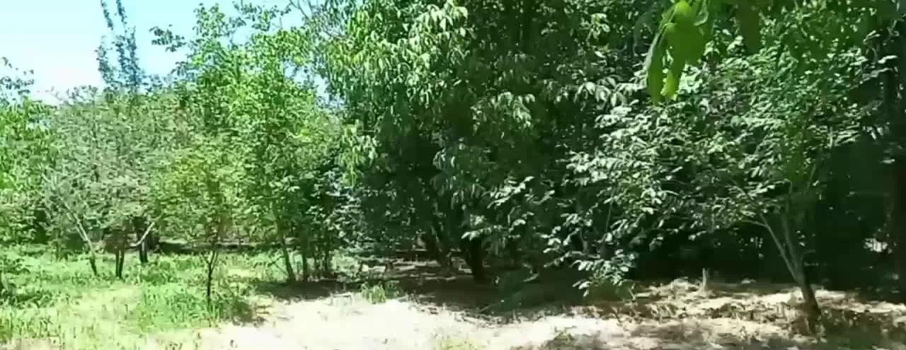 باغ گهواره