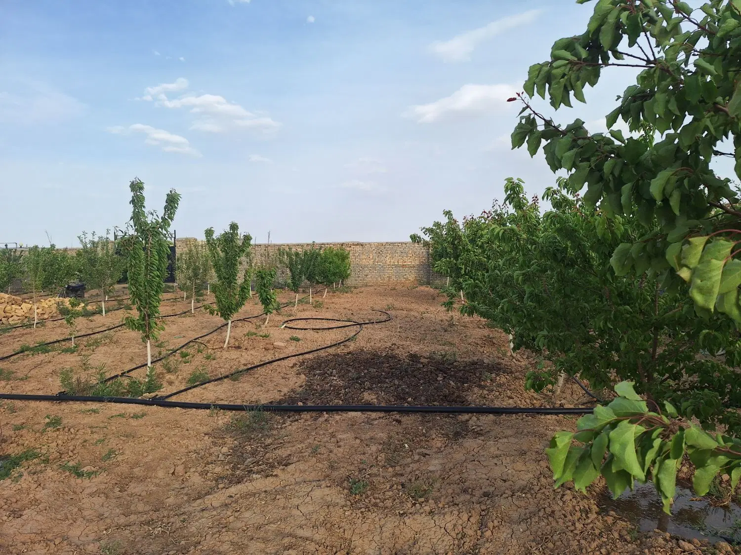 باغ ۲۰۵۰ متری سه راهی مراد آباد میقان