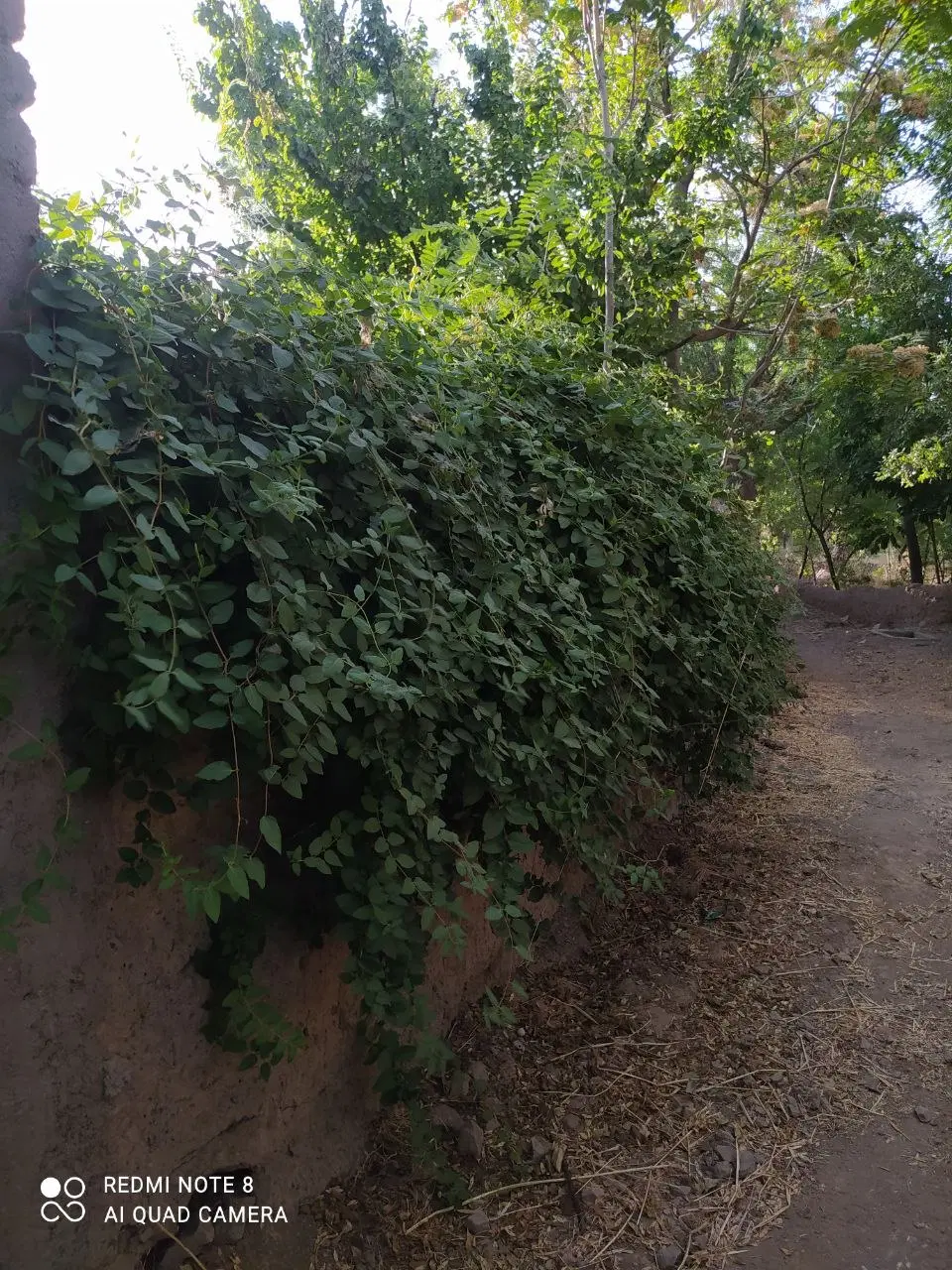 باغ و زمین