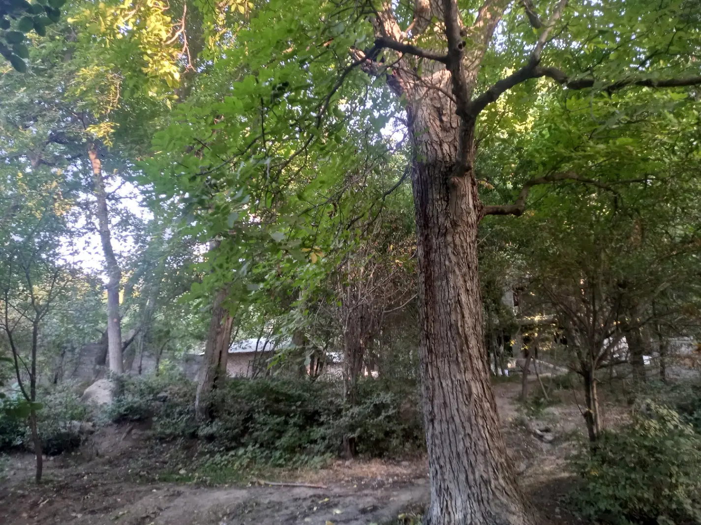 جنگل و رودخانه و سوییت کردان