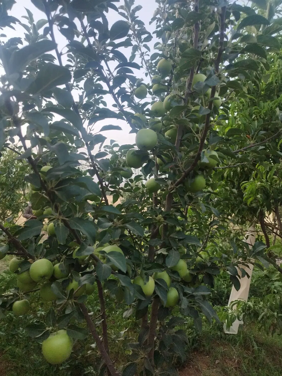 باغ عقیل اباد